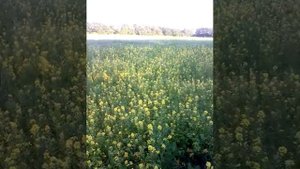 Японский минитрактор фрезой запахивает сидераты.