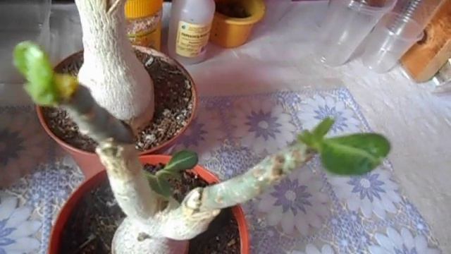 Адениум. Мои удачные прививки / бутоны на прививке смотреть онлайн