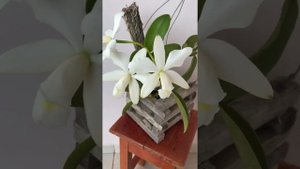 Cattleya violácea Alba