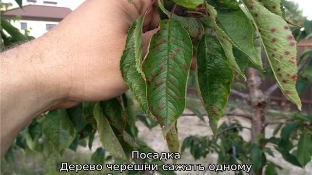 Как посадить черешню — пошаговая инструкция