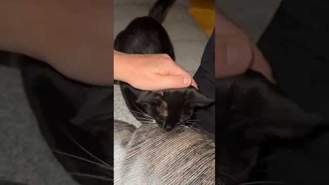 Ну горажик #зубарев #кот #юмор #шутки смотреть онлайн