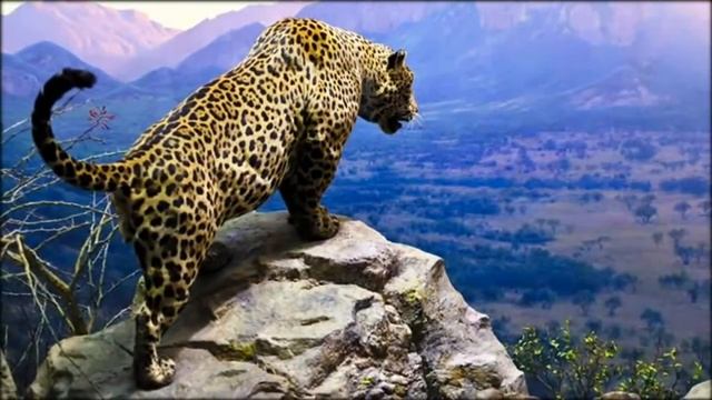 Как понять кошку? 10 легких способов смотреть онлайн