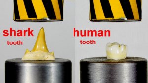 HYDRAULIC PRESS VS HUMAN AND SHARK TOOTH