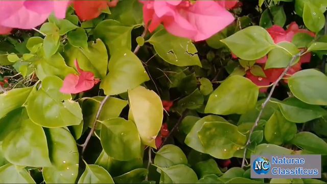 Bougainvillea spectabilis смотреть онлайн