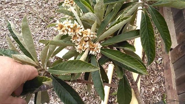 Крупноплодная мушмула сорта Большой Джим. Loquat Big Jim. смотреть онлайн