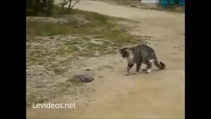 Драка кота против змеи