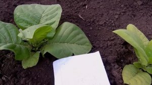 замеряем суточный рост табака,сколько вырастает за сутки табак