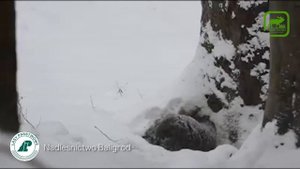 Медведь залезает в берлогу