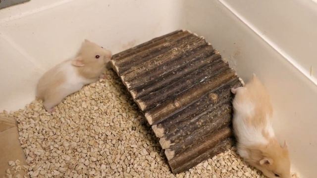 Как ЛЕГКО приучить хомяка к ТУАЛЕТУ 26/08/2022/ ПРОДАЮ сирийских хомячков #ХОМКИ +7 921 595 08 48