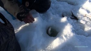 Отличная рыбалка на гольца, и корюшку