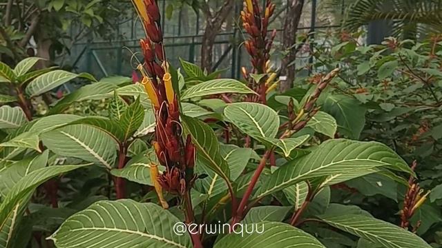 Sanchezia Speciosa