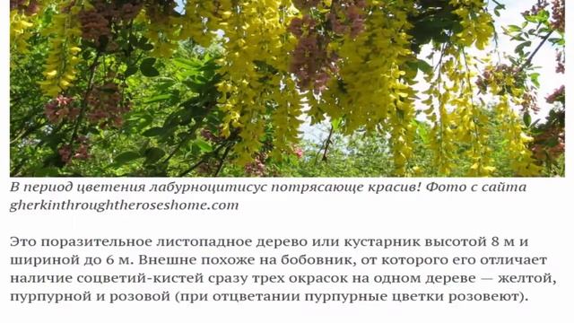 Делоникс царскиий и т. д. Редкие экзотические деревья, которые могут расти в средней полосе смотреть онлайн