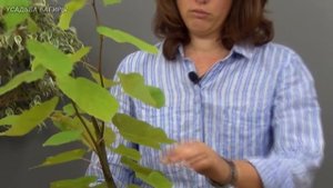 Бонсай из липы (ч.1).