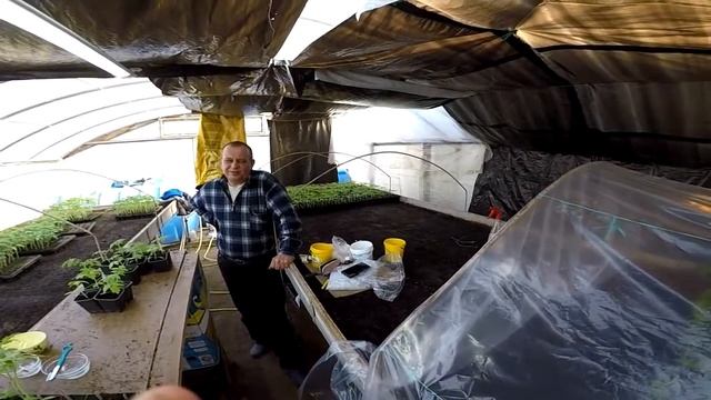 Помидор в теплице. Как увеличить урожайность помидора в 3 раза. Прививка томатов. Мей Шуай. смотреть онлайн