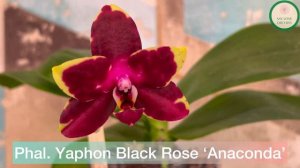 Phal. Yaphon Black Rose ‘Anaconda’