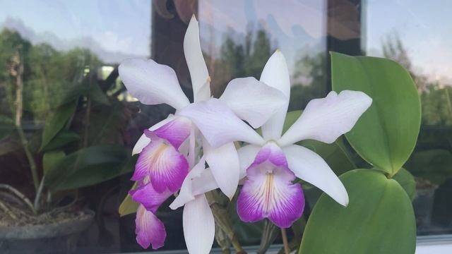 Cattleya Violacea S.a. X Walkeriana Flamea, обзор цветущего растения.
