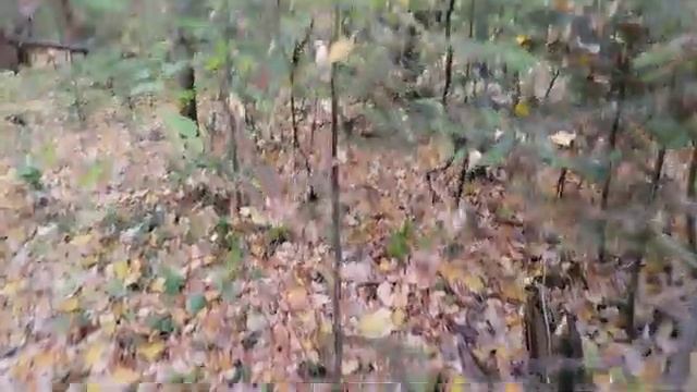 осенние лесные прогулки смотреть онлайн
