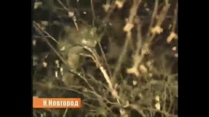 Зато я спас кота