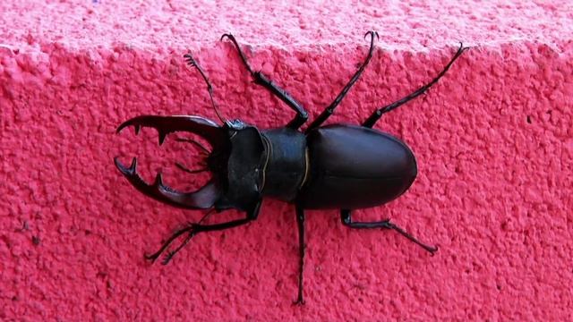 Жук-олень ползает по забору смотреть онлайн