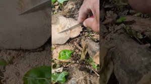 Как привить грушу к яблоне