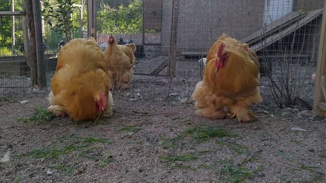 кохинхин палевый 6 месяцев в ЛПХ "Ко-Ко-Ко" август 2019г. смотреть онлайн