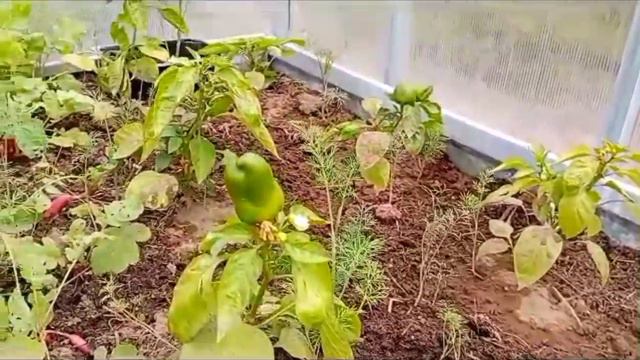 Формирование перца смотреть онлайн