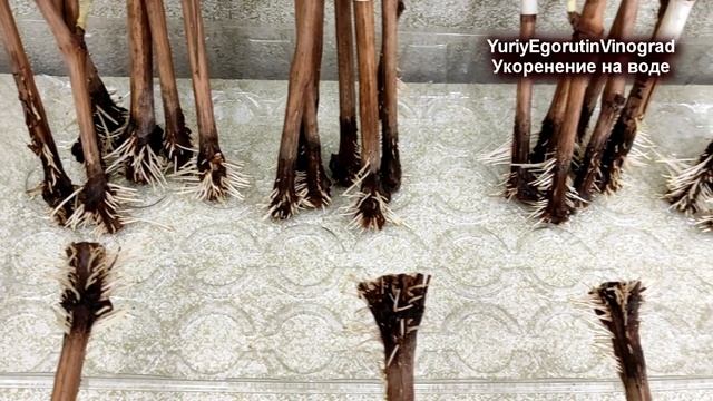 ? Простое укоренение черенков винограда на воде. Почему 100 % черенков укоренилось?