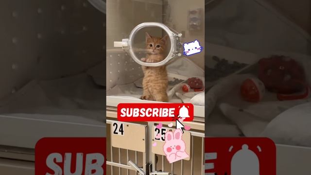 Котики часть 1 | смешные моменты