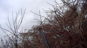 ОХОТА НА ГУСЯ НА СЕВЕРЕ / ВЕСЕННЯЯ ОХОТА