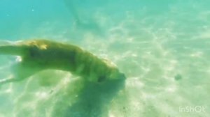 Как ныряет лабрадор. Ретривер ныряет за камнями.