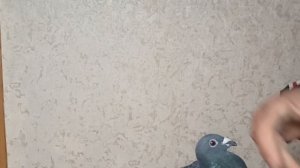 ПОЧТОВЫЕ ГОЛУБИ ?️?️. КРАСНЫЕ И ТЕМНЫЕ ЛУСКАТЫЕ.