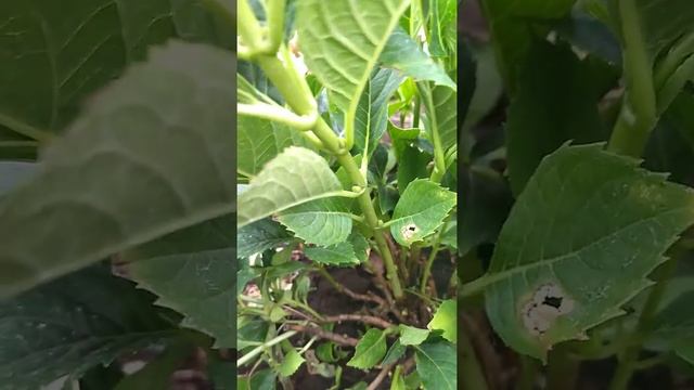 Зимовка крупнолистной гортензии смотреть онлайн