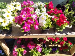 Сеем кустовую петунию.mp4