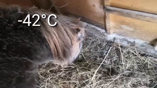 Как собаки переносят морозы?! Что делать?! (коротко) смотреть онлайн