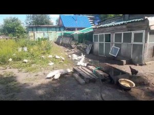 Утки Агидель и Стар 53