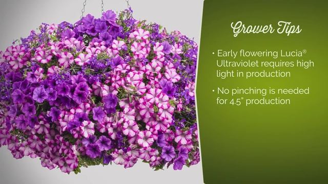 Lucia® Ultraviolet Lobelia from Proven Winners смотреть онлайн