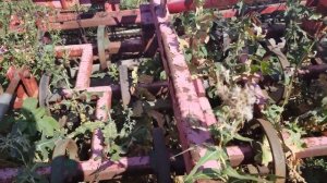 Культиватор Unia Combi 5,6 2006 год