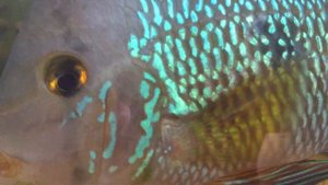 Геофагус бразильский (Geophagus brasiliensis)