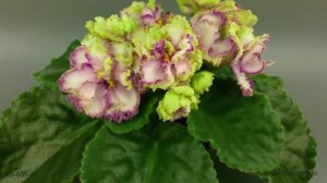 Бело-розово-зеленая фиалка - АВ-Венский Штрудель