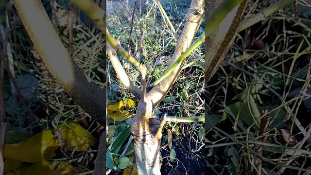 результати весняного щеплення персика на аличу. смотреть онлайн