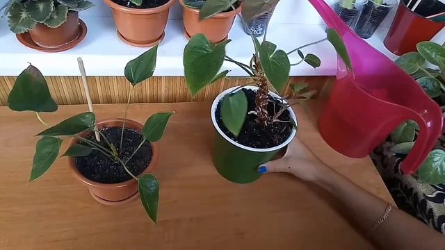 Антуриум. Как правильно ухаживать за антуриумом. Уход в домашних условиях. Мужское счастье. смотреть онлайн