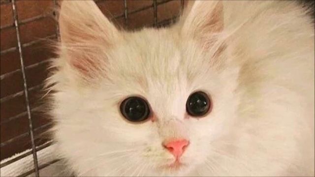 Дикий котёнок с изюминкой: мужчина поймал и приручил кошку с редким окрасом