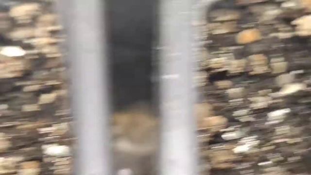 ХОСТА brother Stefan как выглядят СЕЯНЕЦЫ в 4,5 месяца.. смотреть онлайн