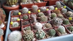 Тема: Маммиллярия, её виды и лирическое отступление в тему)