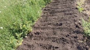 Убил лук батун гербицидом гоал, пытаюсь реанимировать обильным поливом