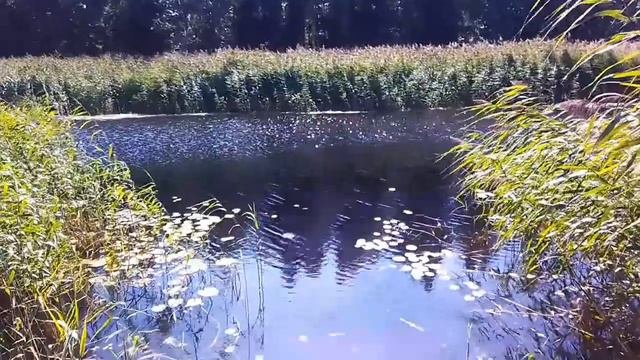ЭКО маршрут в природном заказнике Кургальский.#ленинградскаяобласть