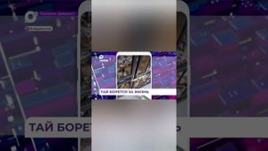 Живи Тай, только живи