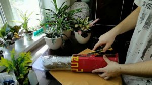 Филодендрон КАРАМЕЛЬ МАРБЛ