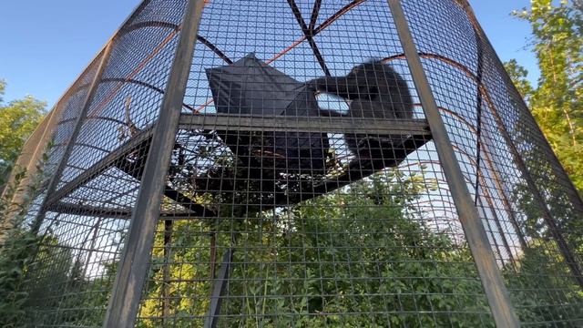 Люди дали шимпанзе ЕДУ на ЗОНТИКЕ и вот к чему это привело!(продолжение на канале ЧЕЛОВЕК ЛЕВ) смотреть онлайн