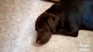 Укус клеща у собаки